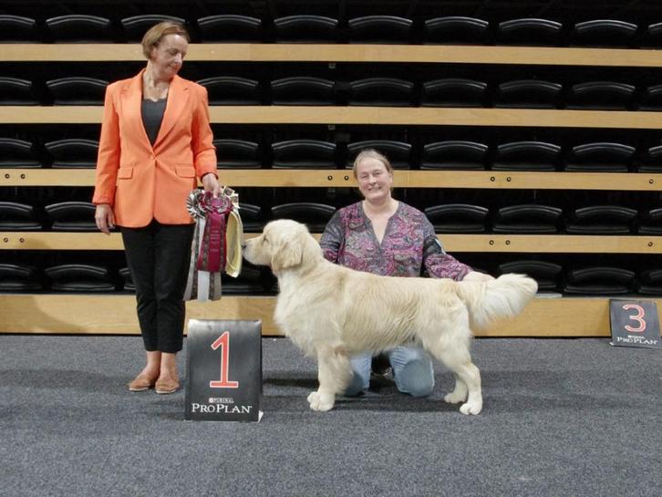 Kampioens Dekreu: Golden Retriever met Stamboom., Dieren en Toebehoren, Honden | Dekreuen, Reu, Fokker | Professioneel, Eén hond