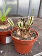 Caudex Ornithogalum Nutans Spec. Nova.potmaat 11 cm, Overige soorten, Ophalen of Verzenden, In pot, Minder dan 100 cm