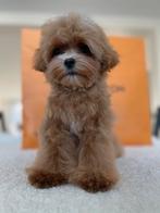 Exclusieve Maltipoo F1 Babyface pups (Maltezer/Toy Poedel), Dieren en Toebehoren, Honden | Chihuahua's en Gezelschapshonden, Poedel