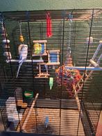 Parkieten 2x man, Mannelijk, Parkiet