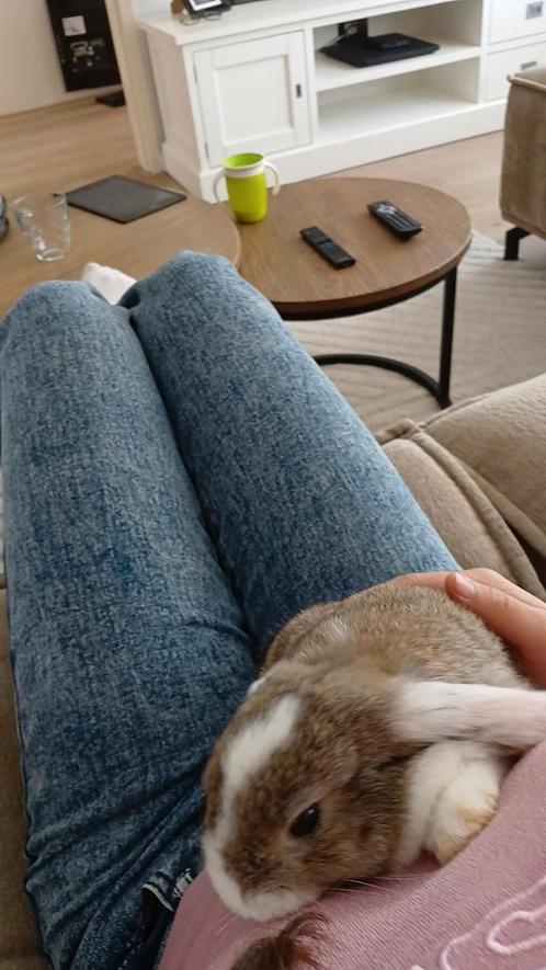Knaagdierenopvang 3.50, Dieren en Toebehoren, Konijnen, Dwerg, Meerdere dieren
