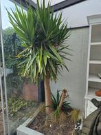 Boom zelf verwijderen, Tuin en Terras, Planten | Bomen, Ophalen