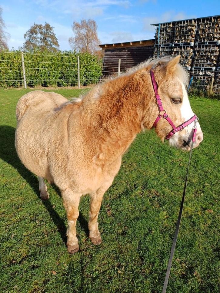 Biothane kaptoom shet/pony, Dieren en Toebehoren, Paarden en Pony's | Hoofdstellen en Tuigage, Overige soorten, Ophalen of Verzenden