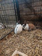 Te koop 2 konijnen. Voedsters., Dieren en Toebehoren, Konijnen, Vrouwelijk