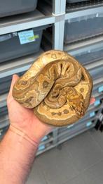 1.0 special clown ball python, Slang, 0 tot 2 jaar