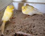 Koppel lancashire kanarie 2024, Dieren en Toebehoren, Vogels | Kanaries, Meerdere dieren, Postuurkanarie