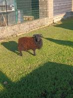 Ouessantschaap bok / ram, Dieren en Toebehoren, Mannelijk, Schaap