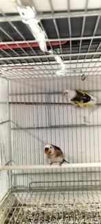 Majoor Putter koppel 2022 man egelhed, Dieren en Toebehoren, Vogels | Overige Vogels, Meerdere dieren, Wildzangvogel