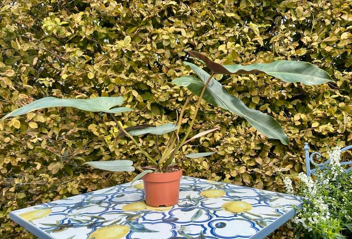 Philodendron Atabapoense - Potmaat 12, Huis en Inrichting, Kamerplanten, Overige soorten, Minder dan 100 cm, Groene kamerplant