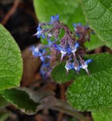 Trachystemon orientalis(komkommerkruid)blauw vaste plant beschikbaar voor biedingen