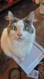herplaatser maine coone dame, Dieren en Toebehoren, Katten en Kittens | Raskatten | Langhaar, Poes, Gechipt, 3 tot 5 jaar