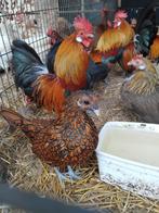 Mooie sebright!, Meerdere dieren, Kip