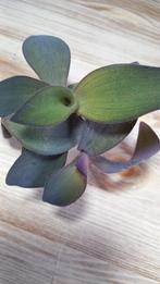 Tradescantia Pallida Purple pixie (3), Huis en Inrichting, Kamerplanten, Overige soorten, Minder dan 100 cm, Ophalen of Verzenden