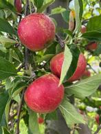 Leiappel boom, 'Gala appel' met leirek, 150 cm hoog! € 24,95, Tuin en Terras, Planten | Fruitbomen, Ophalen, Lente, Volle zon