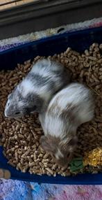 Twee schattige lieve jonge cavia beertjes, Dieren en Toebehoren, Knaagdieren, Augustus, Mannelijk, Cavia