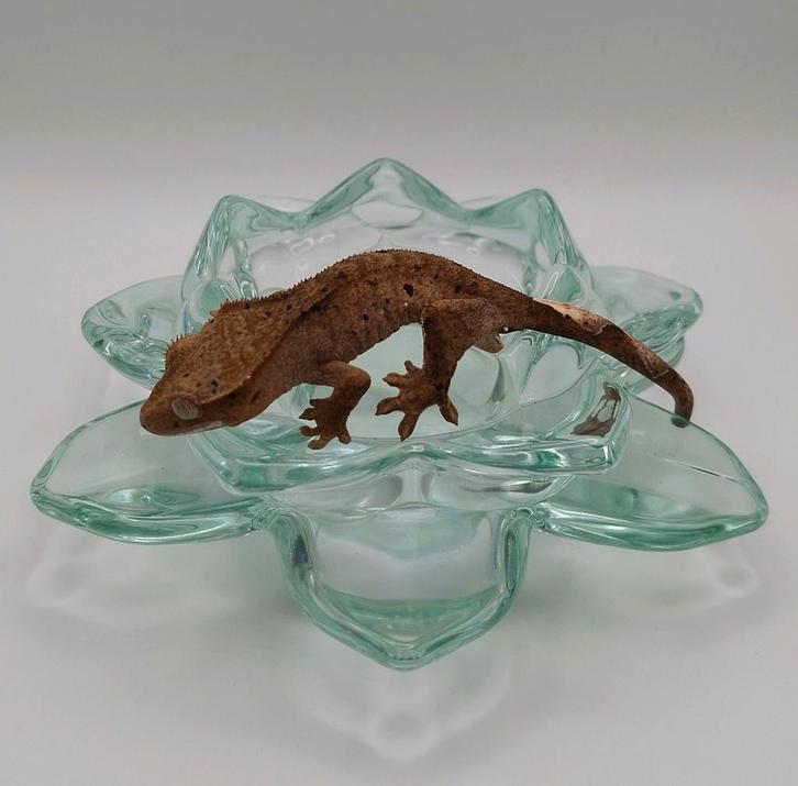 Leuke dalmatian wimpergekko/crested gecko vrouw