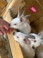 California konijnen, Dieren en Toebehoren, Juli, Vrouwelijk, Cavia