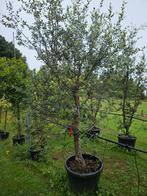 Quercus Suber / mediterrane kurkeik / wintergroen ‼️‼️, Bloeit niet, 400 cm of meer, Ophalen, Volle zon