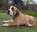 American XL Bully met abkc stamboom, Dieren en Toebehoren, 8 tot 15 weken, Meerdere, Meerdere dieren, Nederland