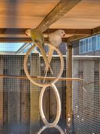 Mooi koppel halsbanden, Dieren en Toebehoren, Meerdere dieren, Parkiet, Geringd