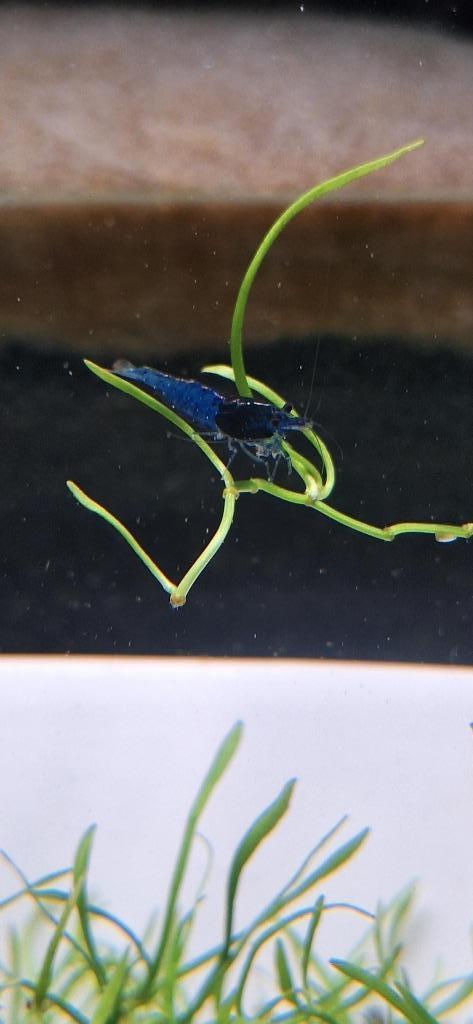 blue dream garnalen neocaridina, Dieren en Toebehoren, Vissen | Aquariumvissen, Zoetwatervis, Kreeft, Krab of Garnaal, Schoolvis