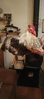 Hanen te koop., Dieren en Toebehoren, Pluimvee, Mannelijk, Kip