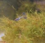 Schitterende blue metal snakeskin guppen te koop, Vis, Zoetwatervis, Schoolvis