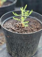 Giant Sequoia (mammoetboom), Overige soorten, Minder dan 100 cm, Zomer, Ophalen
