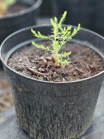 Giant Sequoia (mammoetboom) beschikbaar voor biedingen
