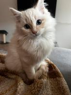 Prachtig Ragdoll katertje mag direct verhuizen!, Dieren en Toebehoren, Katten en Kittens | Raskatten | Langhaar, Meerdere dieren