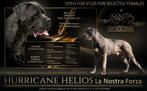 Cane corso dekreu met stamboom HD/A ED/0 DSRA Vrij, Rabiës (hondsdolheid), Reu, Eén hond, 3 tot 5 jaar