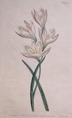 Botanische prent -GEISSORHIZA Obtusata 1803, Antiek en Kunst, Kunst | Etsen en Gravures, Ophalen of Verzenden