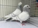 Postduiven Poederblauw Geband, Dieren en Toebehoren, Vogels | Duiven, Meerdere dieren, Postduif