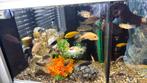 Malawi chicliden, Dieren en Toebehoren, Vissen | Aquariumvissen, Vis