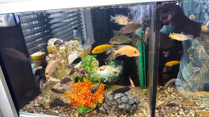 Malawi chicliden, Dieren en Toebehoren, Vissen | Aquariumvissen, Vis