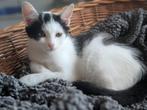 Europees korthaar kittens, Kater