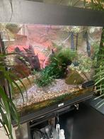 JUWEL aquarium + onderkast, zeer compleet, Dieren en Toebehoren, Vissen | Aquaria en Toebehoren, Ophalen, Zo goed als nieuw, Gevuld zoetwateraquarium