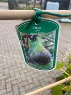 Lei vijg voor heerlijke vijgen uit eigen tuin of terras, Ophalen of Verzenden, In pot, Vijgenboom, Lente