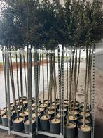 steeneik Quercus ilex  jong boompjes , koopje op=op, Overige soorten, Minder dan 100 cm, Ophalen, Volle zon