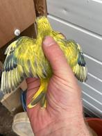 Elegant, Dieren en Toebehoren, Vogels | Parkieten en Papegaaien, Vrouwelijk, Parkiet