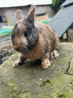 Deze lieverd is nog te koop, Mannelijk, Groot