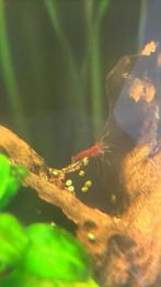 Red sakura garnalen, Kreeft, Krab of Garnaal