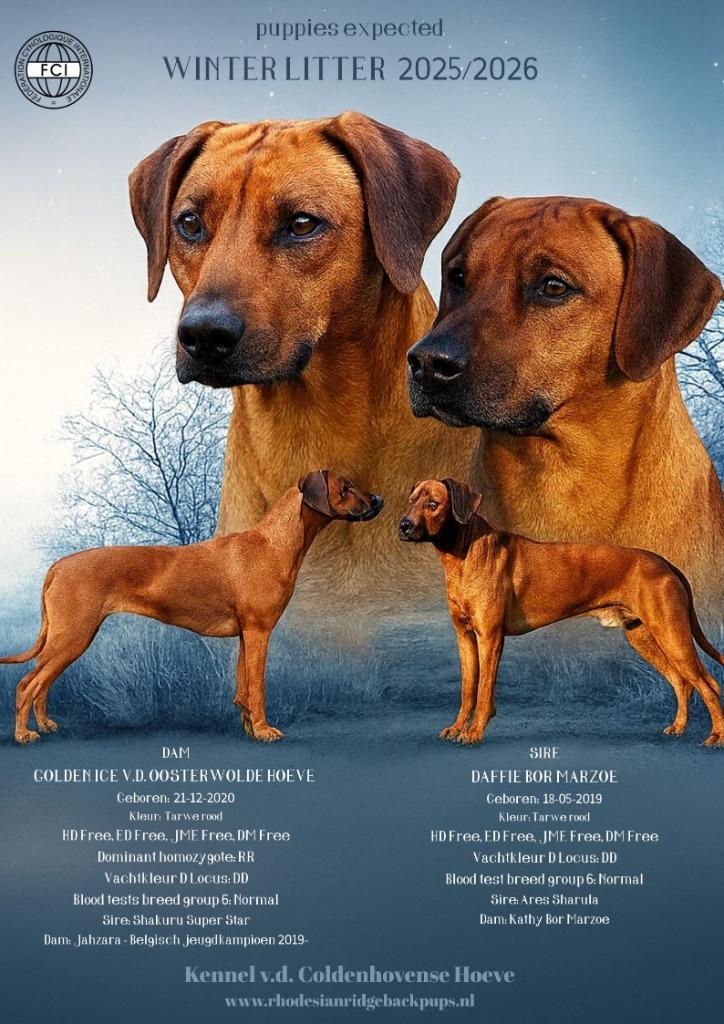 Rhodesian Ridgeback nest gepland, Dieren en Toebehoren, Honden | Beagles, Bassets en Lopende honden, Meerdere dieren, Overige rassen