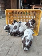 Korthals Griffon pups te koop, geboren 1-1-2026, Dieren en Toebehoren, België, Particulier, Overige rassen, Meerdere