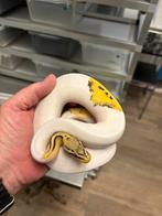 Python regius Pastel dg pied +yb od pied het dg, Dieren en Toebehoren, Reptielen en Amfibieën, Slang