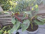 Musa sikkimensis red tiger diverse maten, Ophalen of Verzenden, Volle zon, Overige soorten, Minder dan 100 cm
