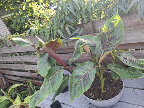 Musa sikkimensis red tiger diverse maten, Tuin en Terras, Planten | Bomen, Overige soorten, Minder dan 100 cm, Volle zon, Ophalen of Verzenden