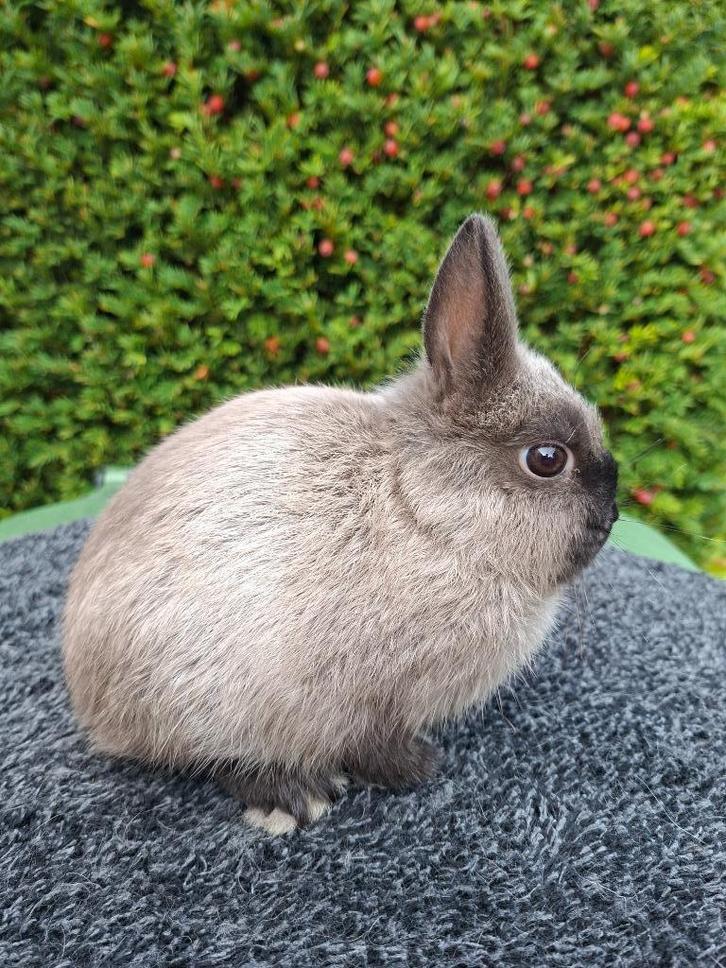 Te koop: kleurdwerg rammetje, Dieren en Toebehoren, Konijnen, Dwerg, Mannelijk, 0 tot 2 jaar