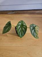 Alocasia silver dragon, Ophalen, Overige soorten, Halfschaduw, Minder dan 100 cm