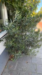 Olijfboom, Tuin en Terras, Bloeit niet, 100 tot 250 cm, Olijfboom, Ophalen